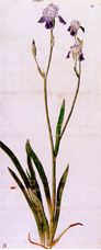 Show Iris, c. 1503 details