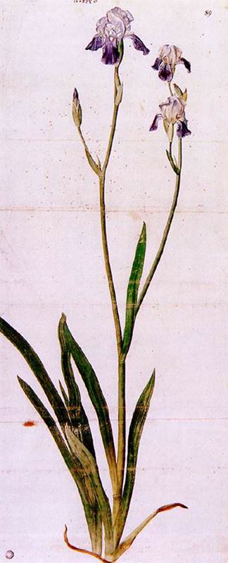 Picture for Iris, c. 1503