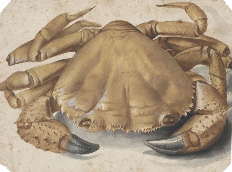 Picture for Crab, 1495