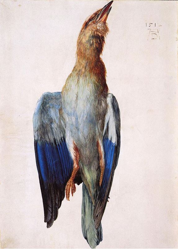 Picture for Dead Blue Roller, 1510