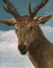 Show Head of a Deer, 1626-1636 details