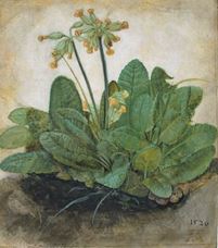 Show Cowslips, 1526 details