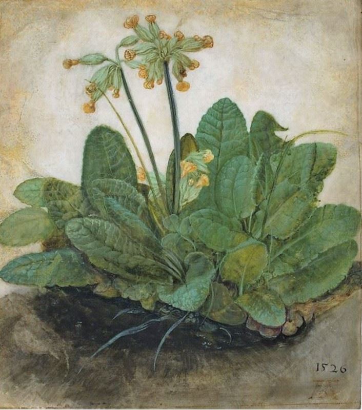 Picture for Cowslips, 1526