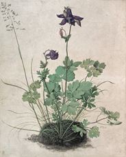 Show Columbine, 1526 details