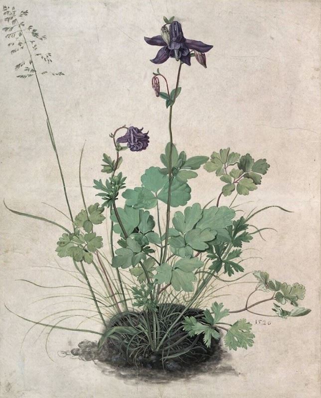 Picture for Columbine, 1526