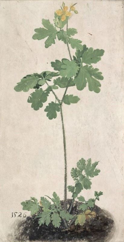 Picture for Celandine, 1526