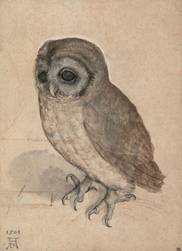 Picture for The Little Owl, 1508