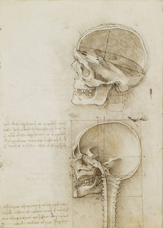 Leonardo da Vinci (1452-1519) - The skeleton (recto); The muscles of the  face and arm, and the nerves and veins of the hand (verso)