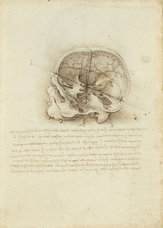 Anatomy - Leonardo da Vinci 