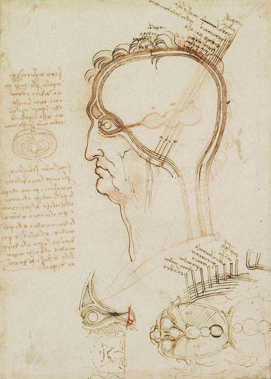 Yarılmış bir insan kafatası, 1493-1494 dolayları picture