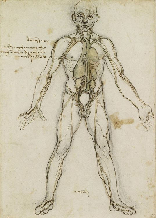 Kalp, akciğerler ve ana damarları gösteren anatomik figür, 1490-1500 picture