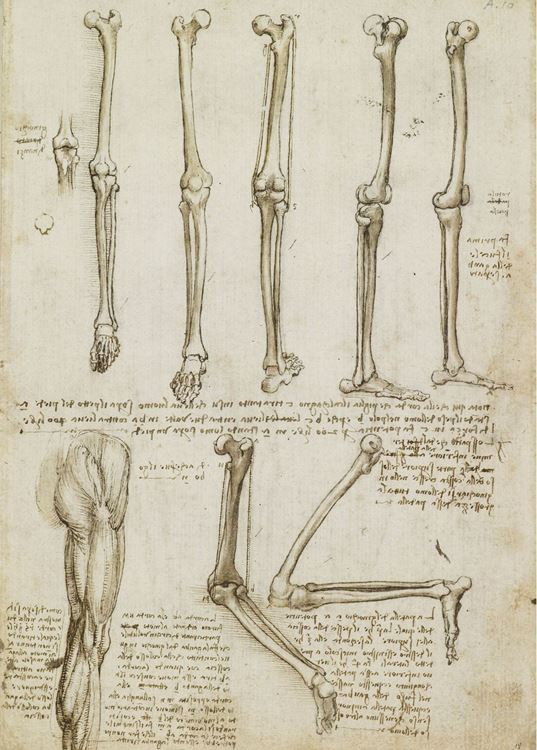 Bacak ve diz kemikleri, 1508-1510 dolayları picture