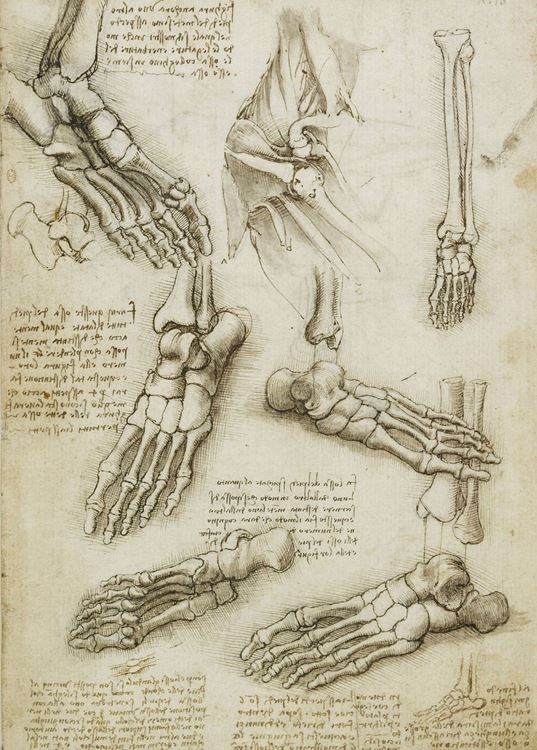 Ayak ve omuz kemikleri, 1508-1510 picture