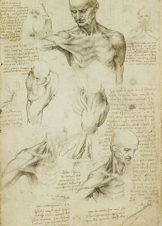 Erkek boynu ve omzu, 1509-1510 dolayları picture