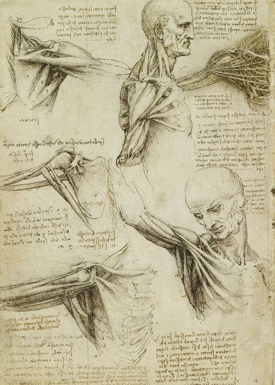 Leonardo da Vinci (1452-1519) - The skeleton (recto); The muscles of the  face and arm, and the nerves and veins of the hand (verso)