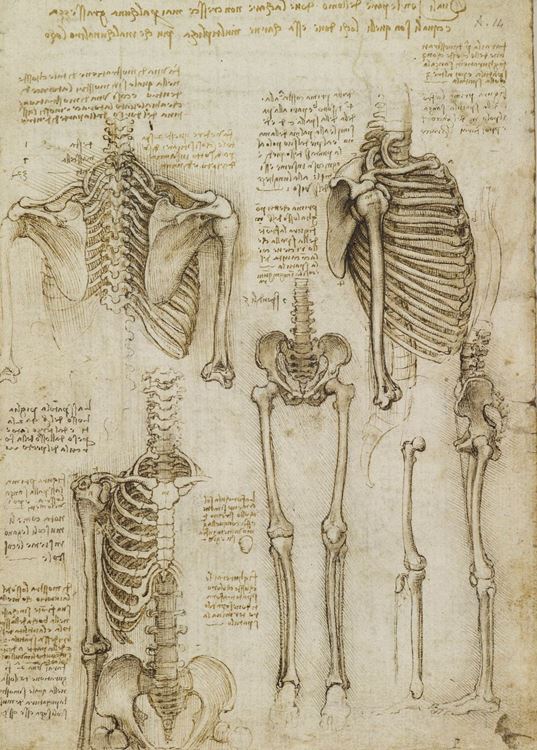 Üst gövde ve bacak iskeleti, 1509-1510 picture