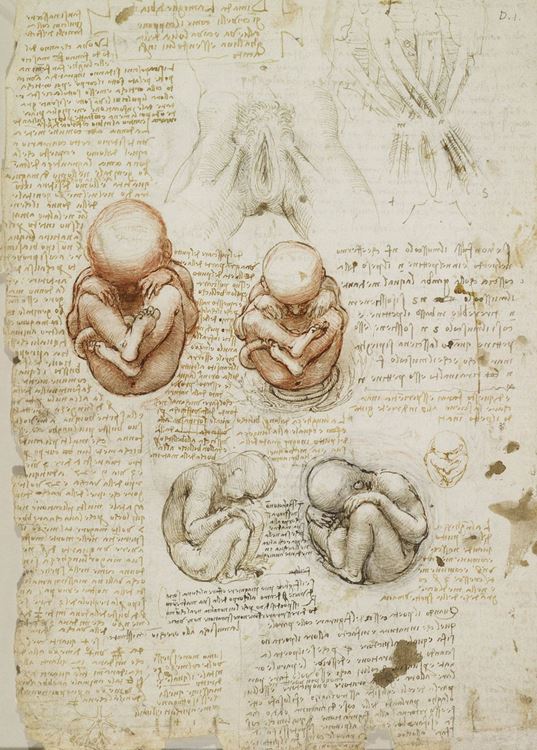 Kadın cinsel organı ve fetüs, 1510-1512 picture