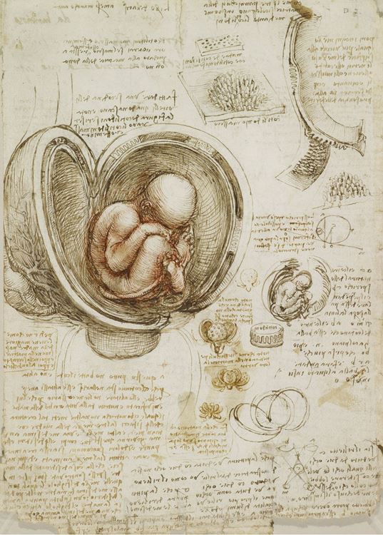 İçinde fetüs ile birlikte kadın rahmi, 1510-1512 picture