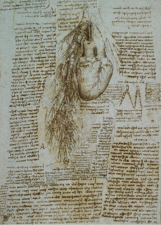 Kalp ve Akciğer, 1513 dolayları picture
