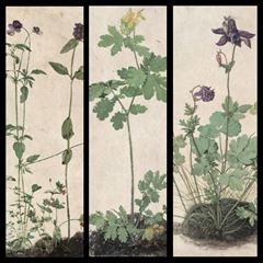 Plant Pictures - Albrecht Dürer picture