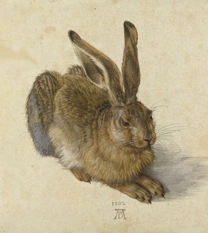 Picture for Young Hare, 1502