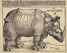 Show Rhinoceros, 1515 details