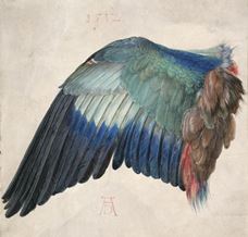 Show Wing of a Roller, c. 1502 details