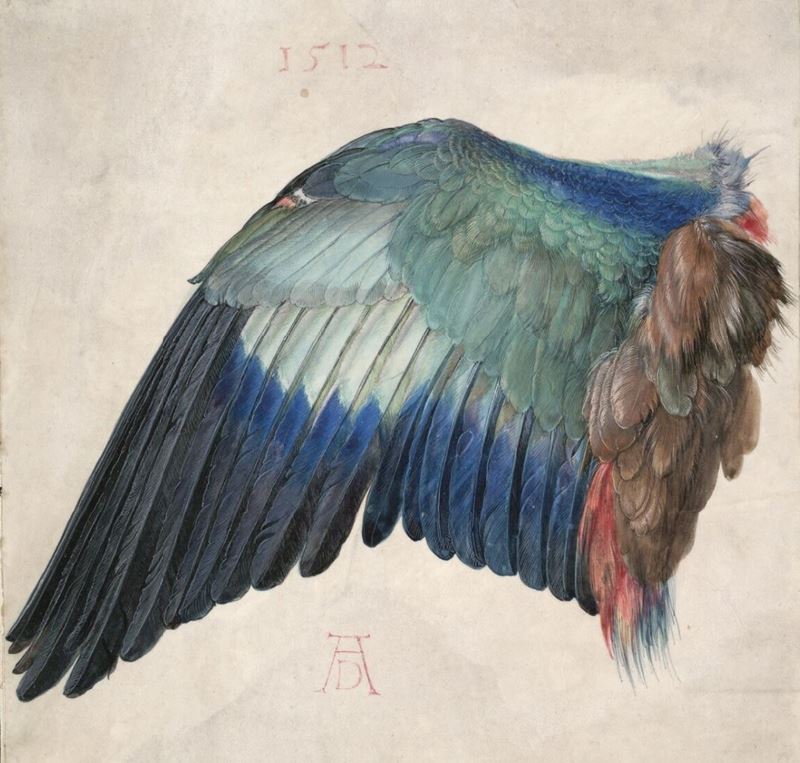 Picture for Wing of a Roller, c. 1502