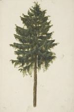 Show Spruce Tree, c. 1497 details