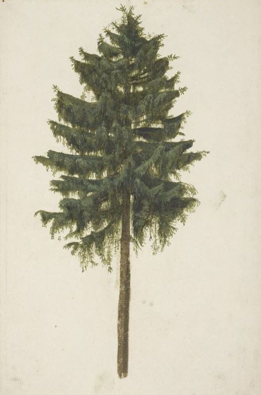 Ladin Ağacı, 1497 dolayları resmi