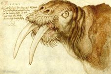 Show The Head of a Walrus, 1521 details