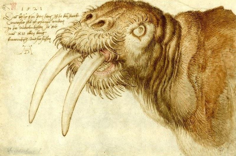 Picture for The Head of a Walrus, 1521