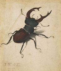 Show Stag Beetle, 1505 details