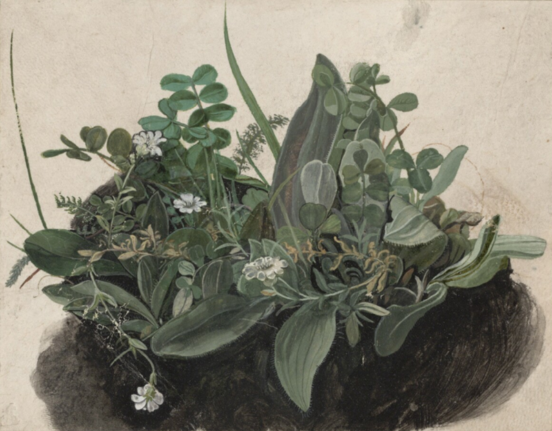 Picture for The Small Tuft of Grass, 1502-1503