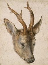 Show Head of a Stag, c. 1503 details