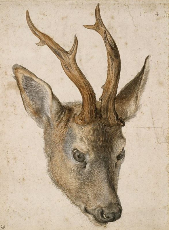 Picture for Head of a Stag, c. 1503