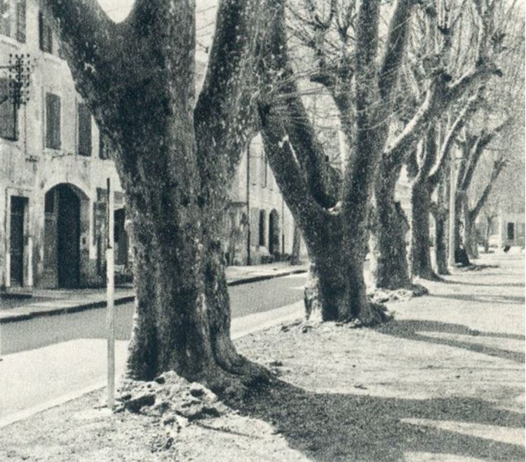 Büyük Çınar Ağaçları, 1889 picture