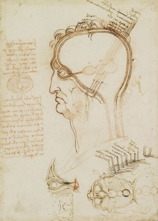 Yarılmış bir insan kafatası, 1493-1494 dolayları picture