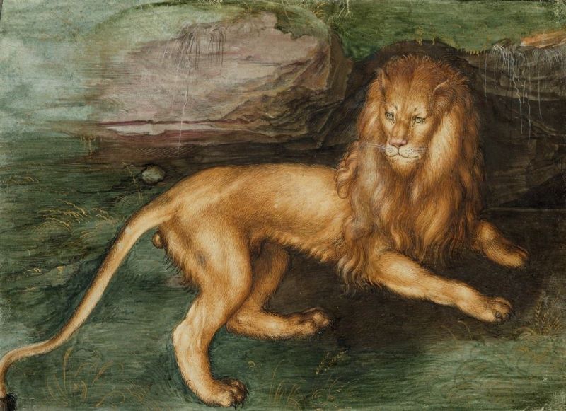Picture for Lion, 1494